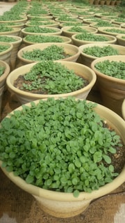 Numerous clay pots filled with lush green seedlings are arranged in neat rows, creating a dense pattern. The pots are placed on a sandy surface, indicating an outdoor garden or nursery setting.
