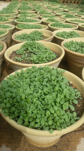 Numerous clay pots filled with lush green seedlings are arranged in neat rows, creating a dense pattern. The pots are placed on a sandy surface, indicating an outdoor garden or nursery setting.
