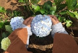 Close-up of hands gently harvesting hydrangea flowers.