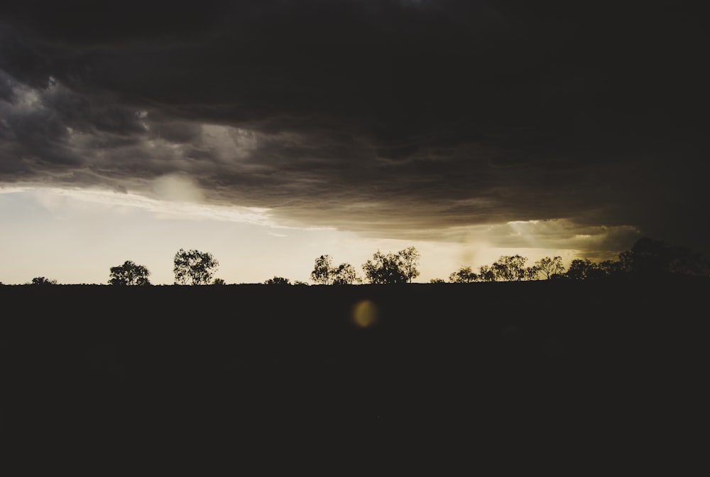 silhouette di alberi