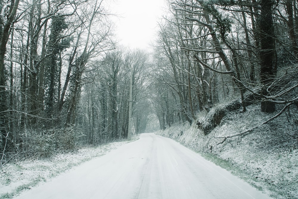 road near trees at daytime