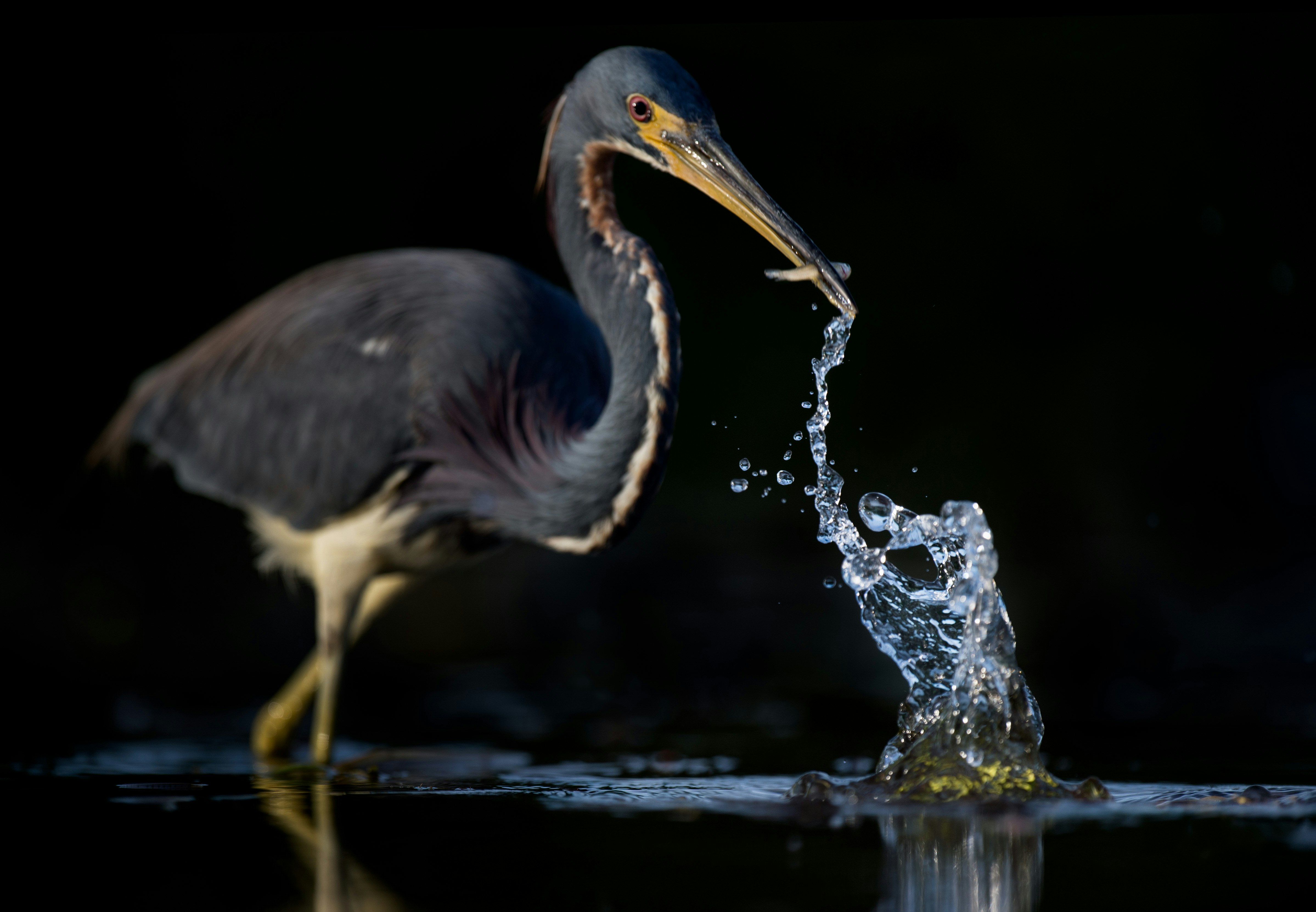 This photo wasn’t necessarily on purpose but when I was going through the photos and saw how just the splash was in focus I thought it was different in a good way.  The Tricolored Heron had just caught this minnow in an explosively quick strike and since I had been shooting this was frame filling close there was no way I was getting the splash and the bird in focus.  The original background was solid black so I darkened the bird just a bit to really draw your eye to the splash and the minnow in its beak. Tricolored Herons are my favorite wading species that I’ve crossed paths with.