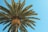 green palm tree in low angle photography