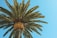 green palm tree in low angle photography