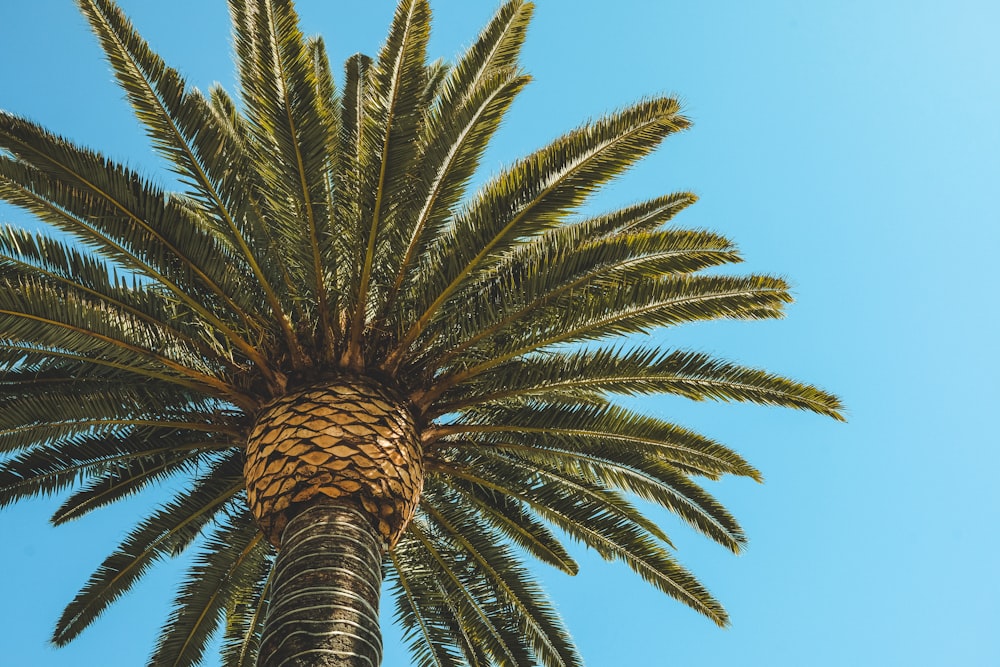 green palm tree in low angle photography