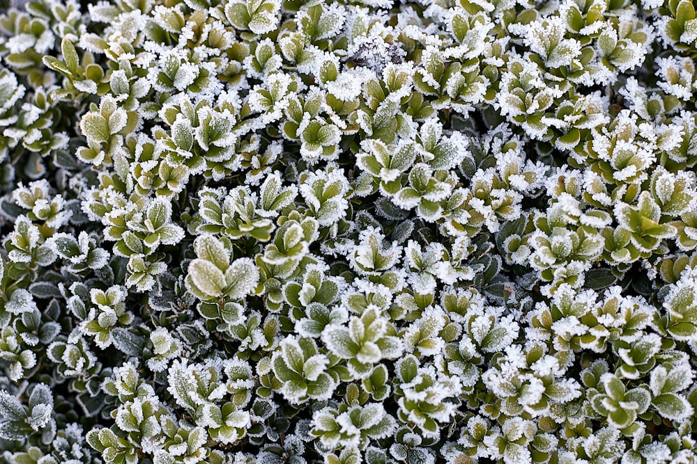 green plants at daytime