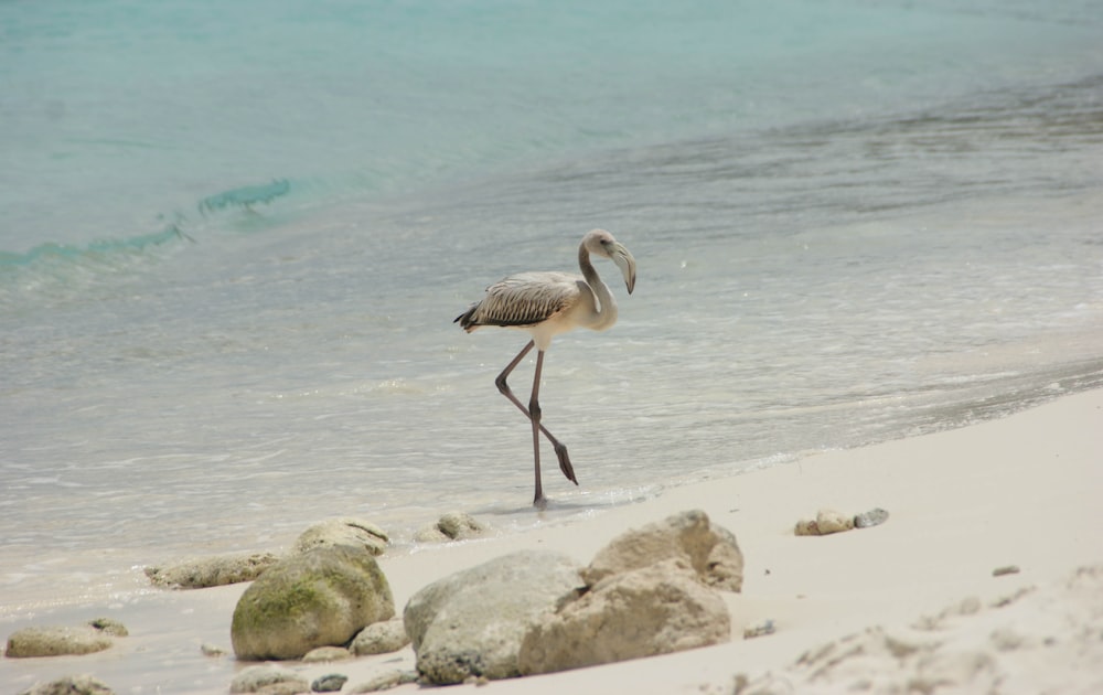 white heron near seashore