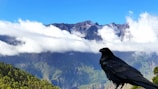 A large black bird, possibly a raven, is perched against a backdrop of majestic mountains. The mountain range is partially covered with wispy clouds, and the sky is clear and blue. In the foreground, there is some greenery at the base of the mountains.