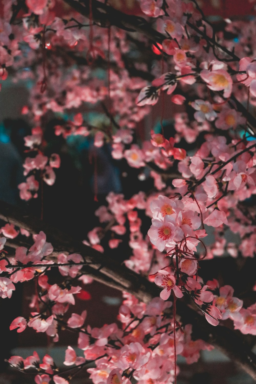 Foto de primer plano del árbol de flores rosadas