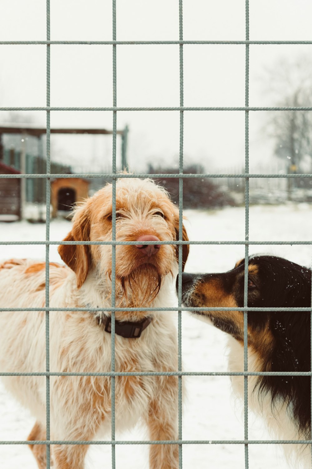 dois cachorros em pé sobre a cerca cinza