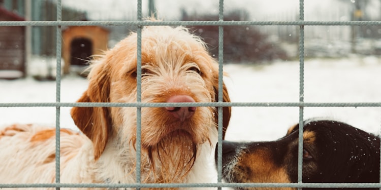 two dog standing over gray fence