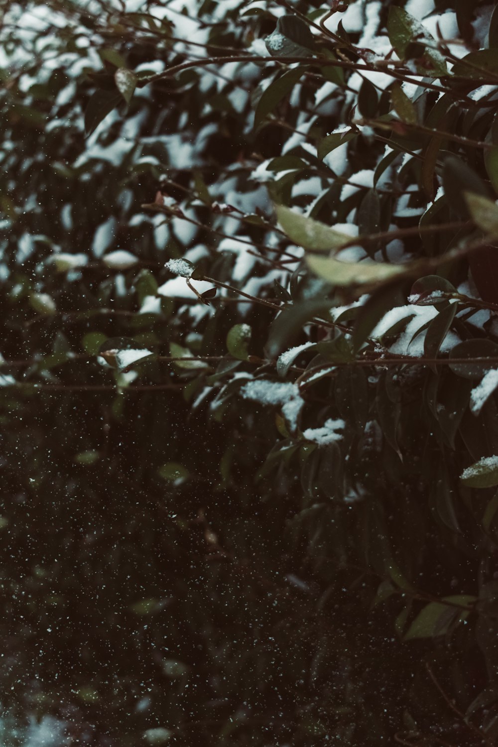 closeup photo of green leafed plant