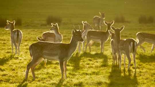 wildlife photography of herd of deers in Richmond Park United Kingdom