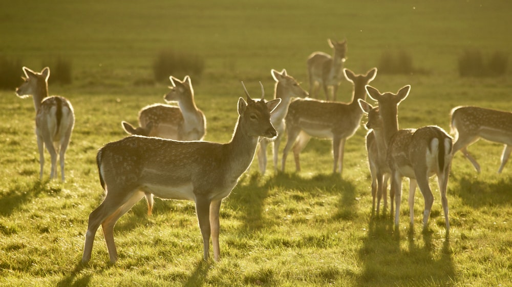 wildlife photography of herd of deers