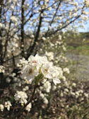 A close-up of Pistachio perched softly on a blooming branch bathed in morning light.