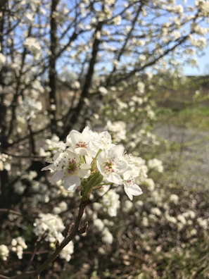 A close-up of Pistachio perched softly on a blooming branch bathed in morning light.