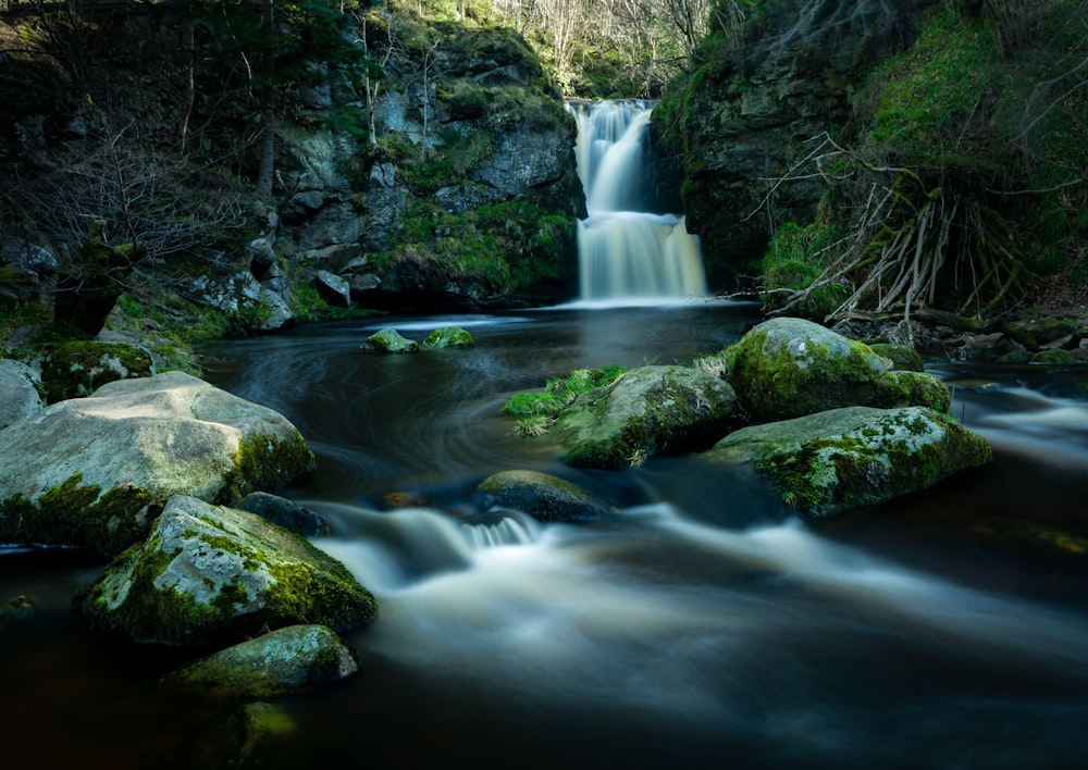 scenery of water and tree