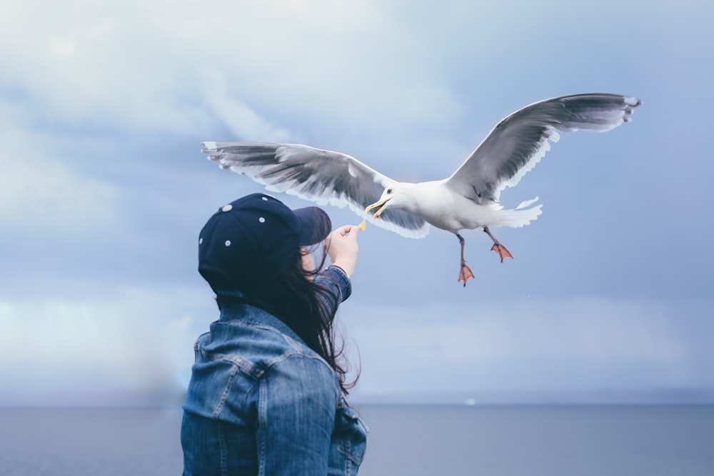 woman feeding flying seagull at daytime