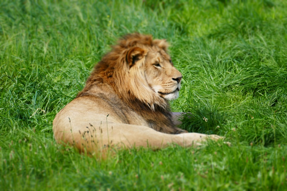 wildlife photography of lion laying on grass
