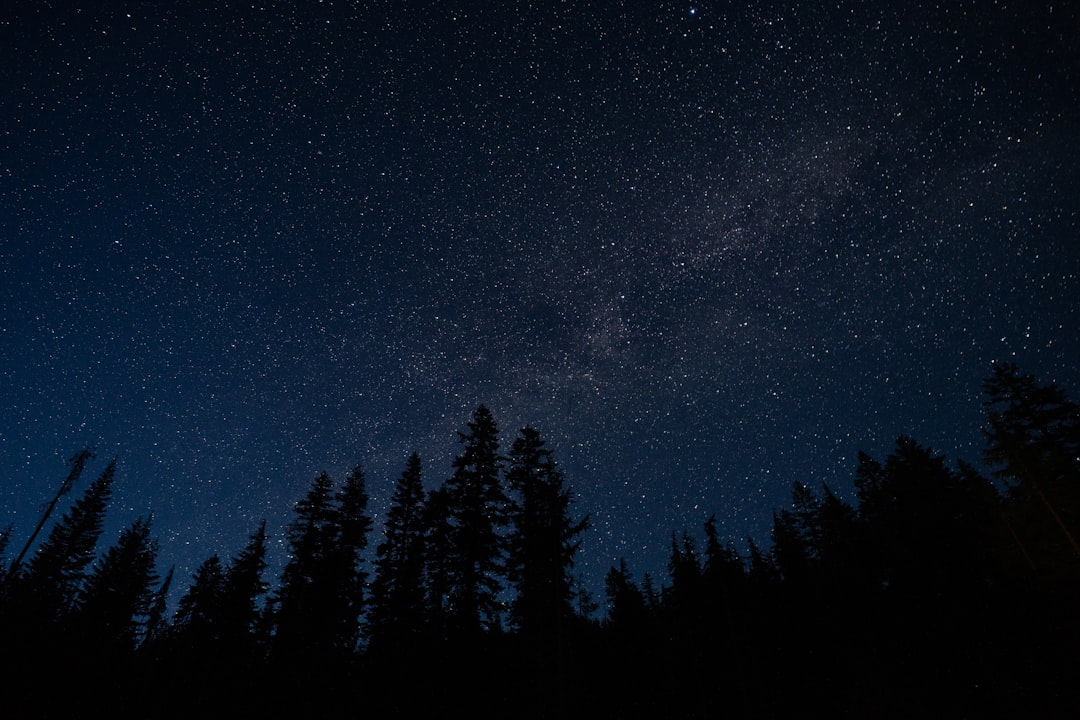 photo of pine tree forest under sky with stars