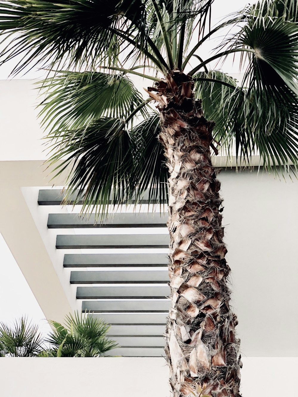 palm tree near white wall