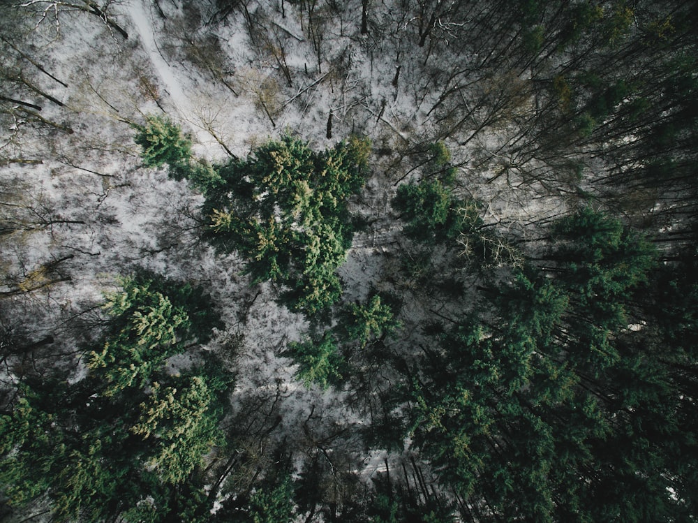 aerial view of forest during daytime