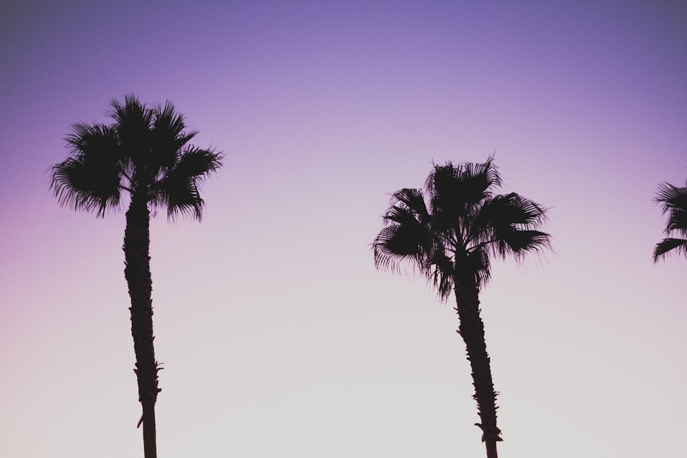 silhouette of coconut trees