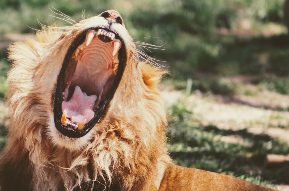 lion bâillant sur l’herbe verte pendant la journée