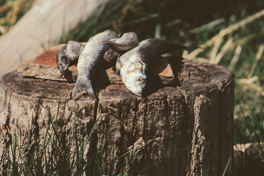 Fünf getrocknete Fische