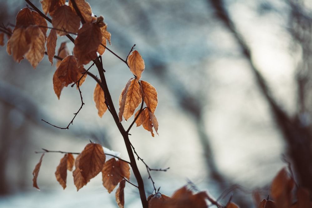 selective focus photography of brown leaves