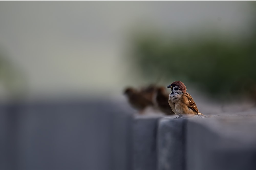 focused photo of brown bird