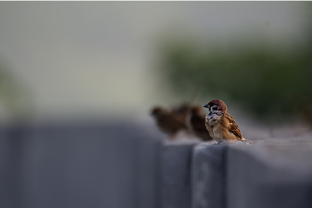 Foto enfocada de pájaro marrón