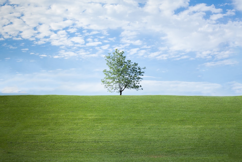 Foto eines einzelnen Baumes auf Gras