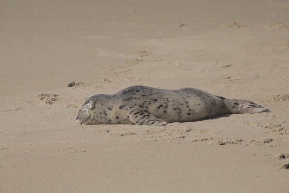 Foca sdraiata su sabbia marrone