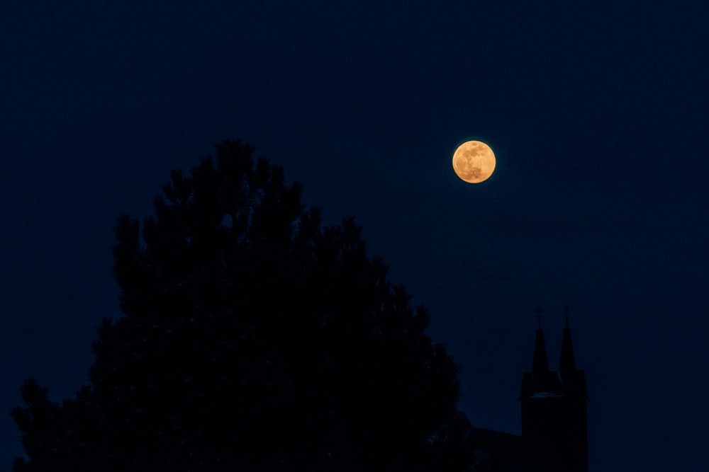 silhouette photo of tree during full moon