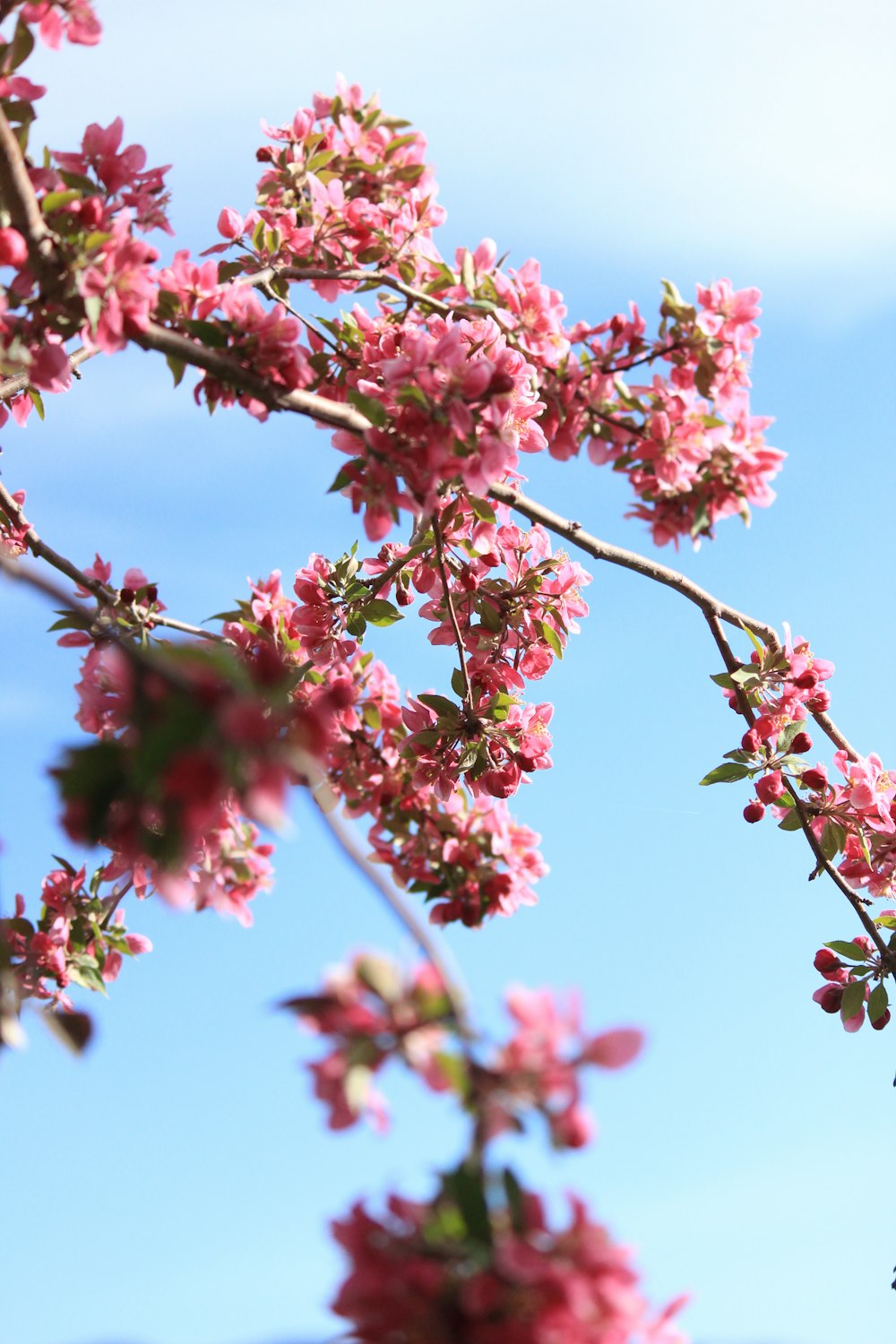 pink flowers