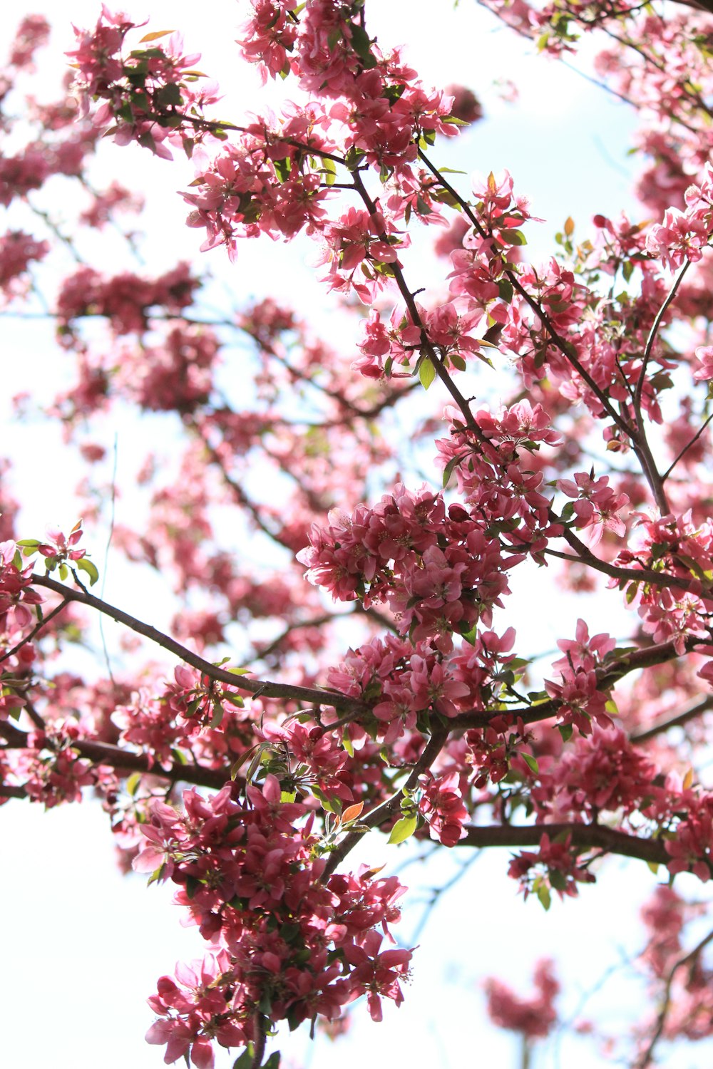 closeup photo of pink petaled flowers