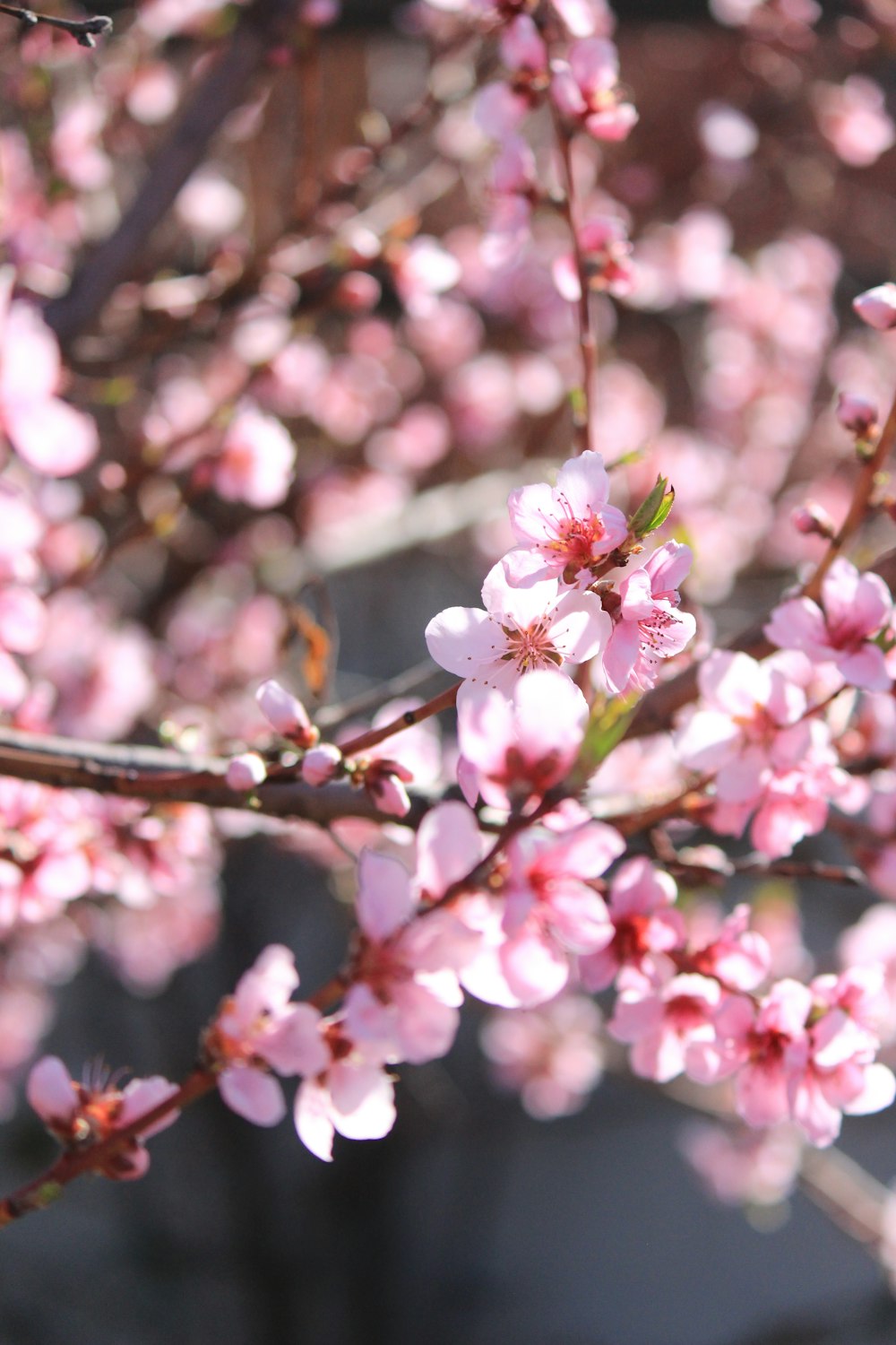 pink cherry blossoms