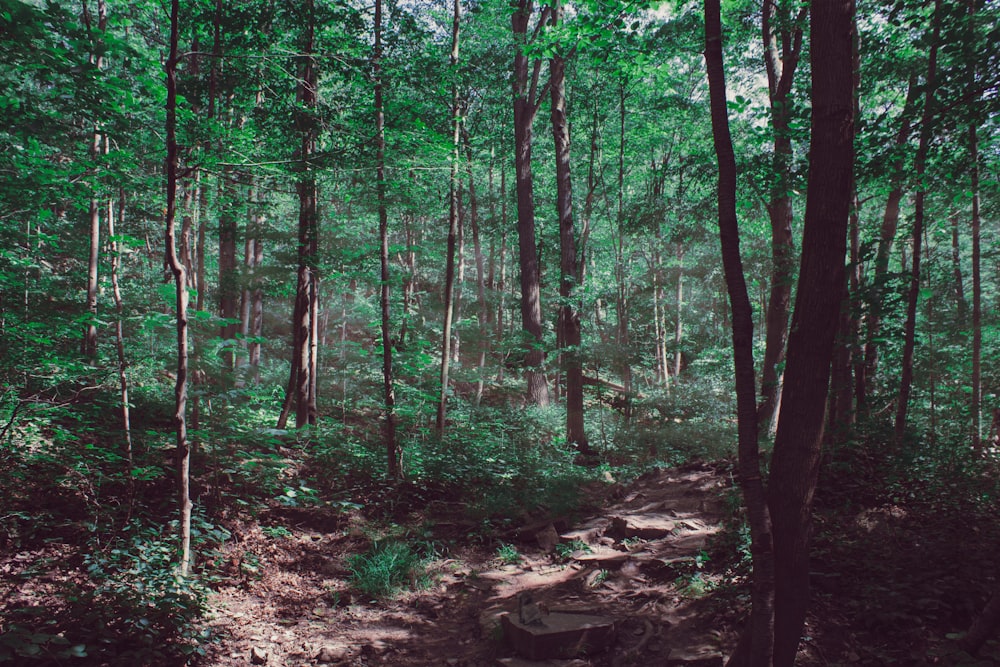 a path in the middle of a forest with lots of trees