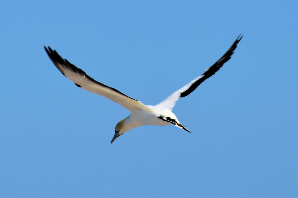 pájaro blanco y negro volando bajo el cielo azul