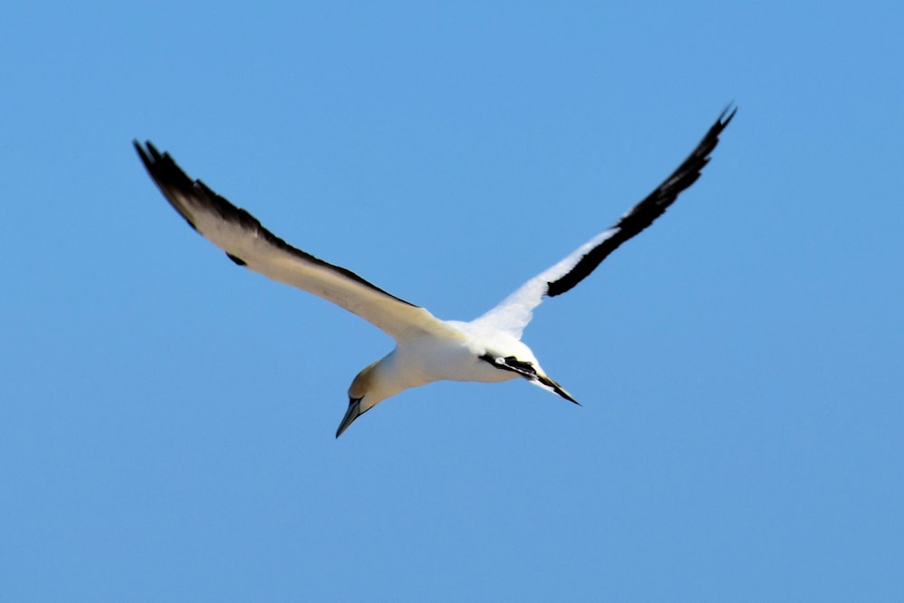 flying white and black bird under blue sky
