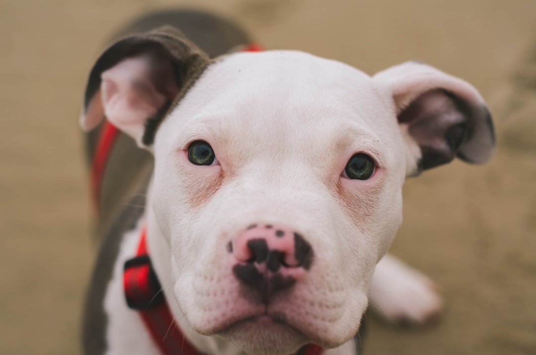 white and black American Pitbull