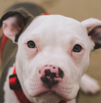 white and black American Pitbull