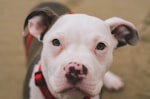 Why Are Some Dog Breeds Classified as ‘Dangerous’ (BSL)
