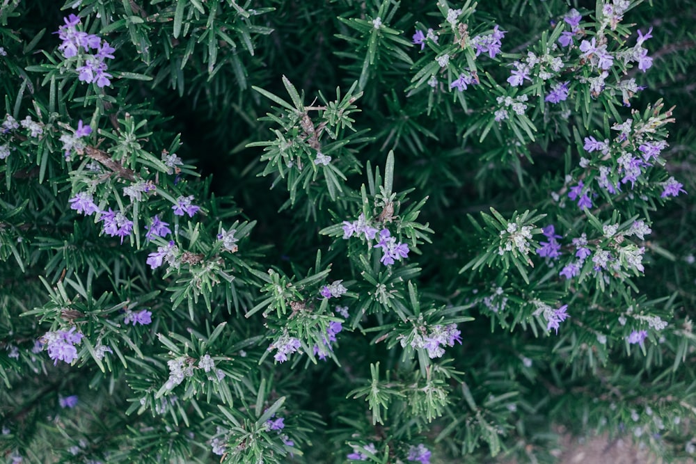 Foto de primer plano de flores de pétalos púrpuras