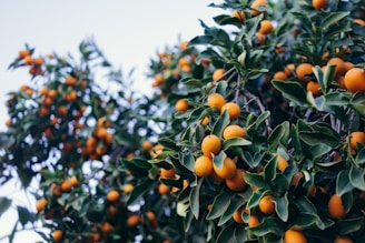 closeup photo of orange fruits
