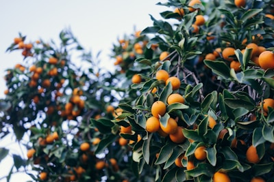closeup photo of orange fruits