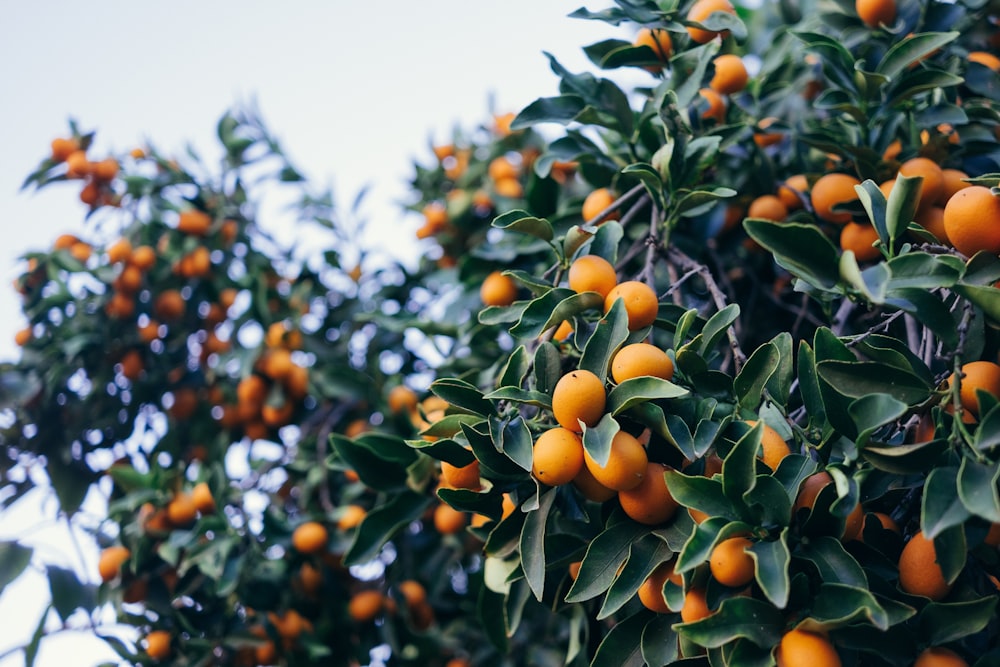 Nahaufnahme von Orangenfrüchten