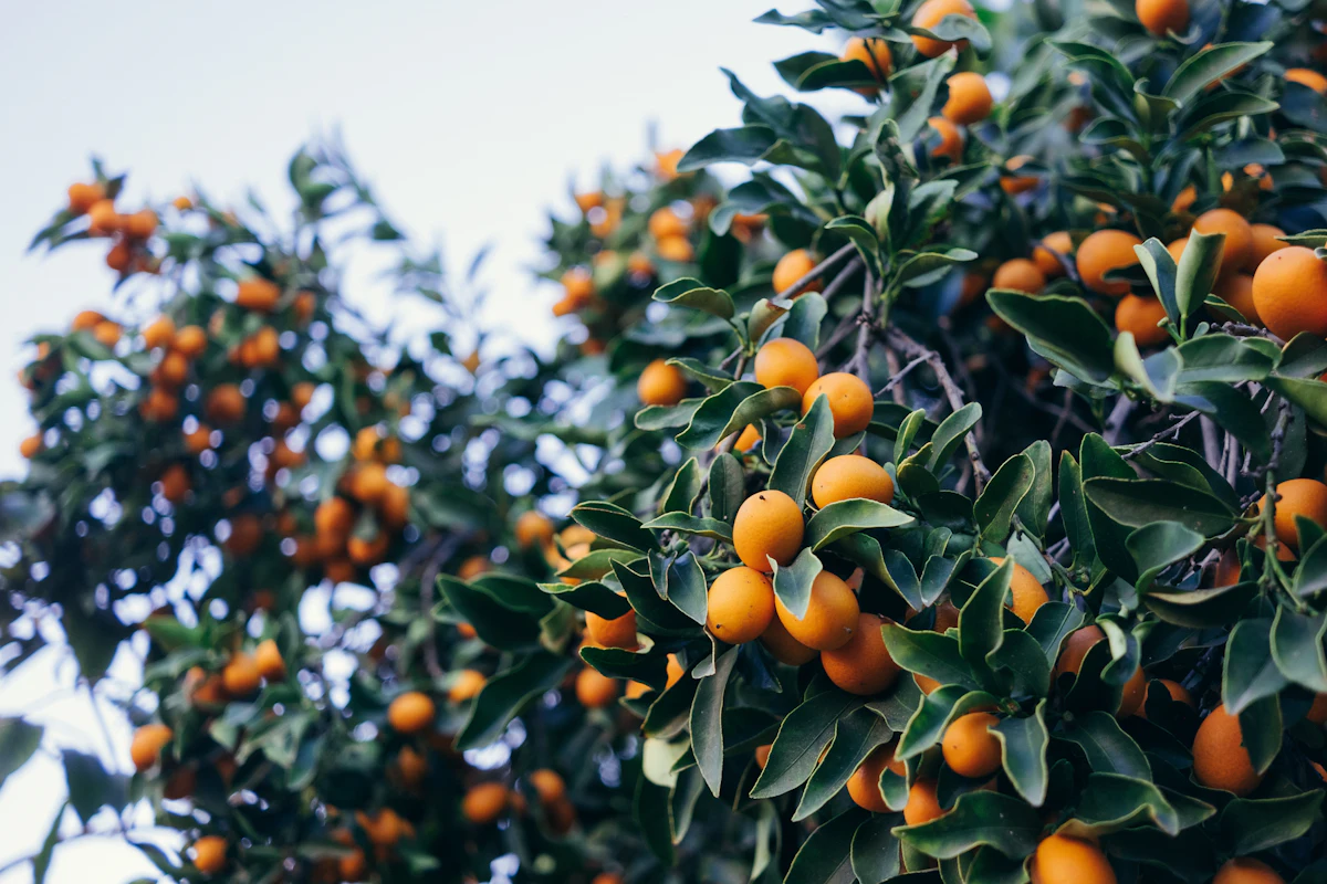 Ripe oranges hanging in a sunlit citrus grove