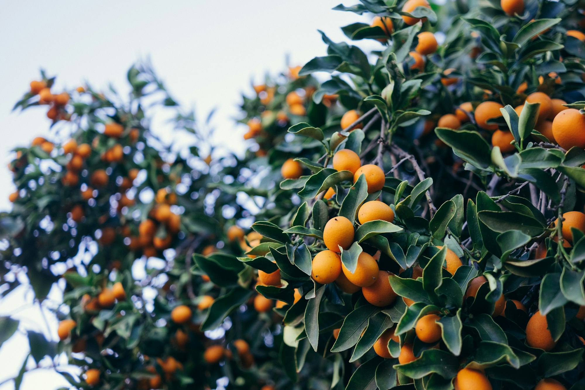 El método de Elena White para sembrar árboles frutales: Una guía completa para tu jardín